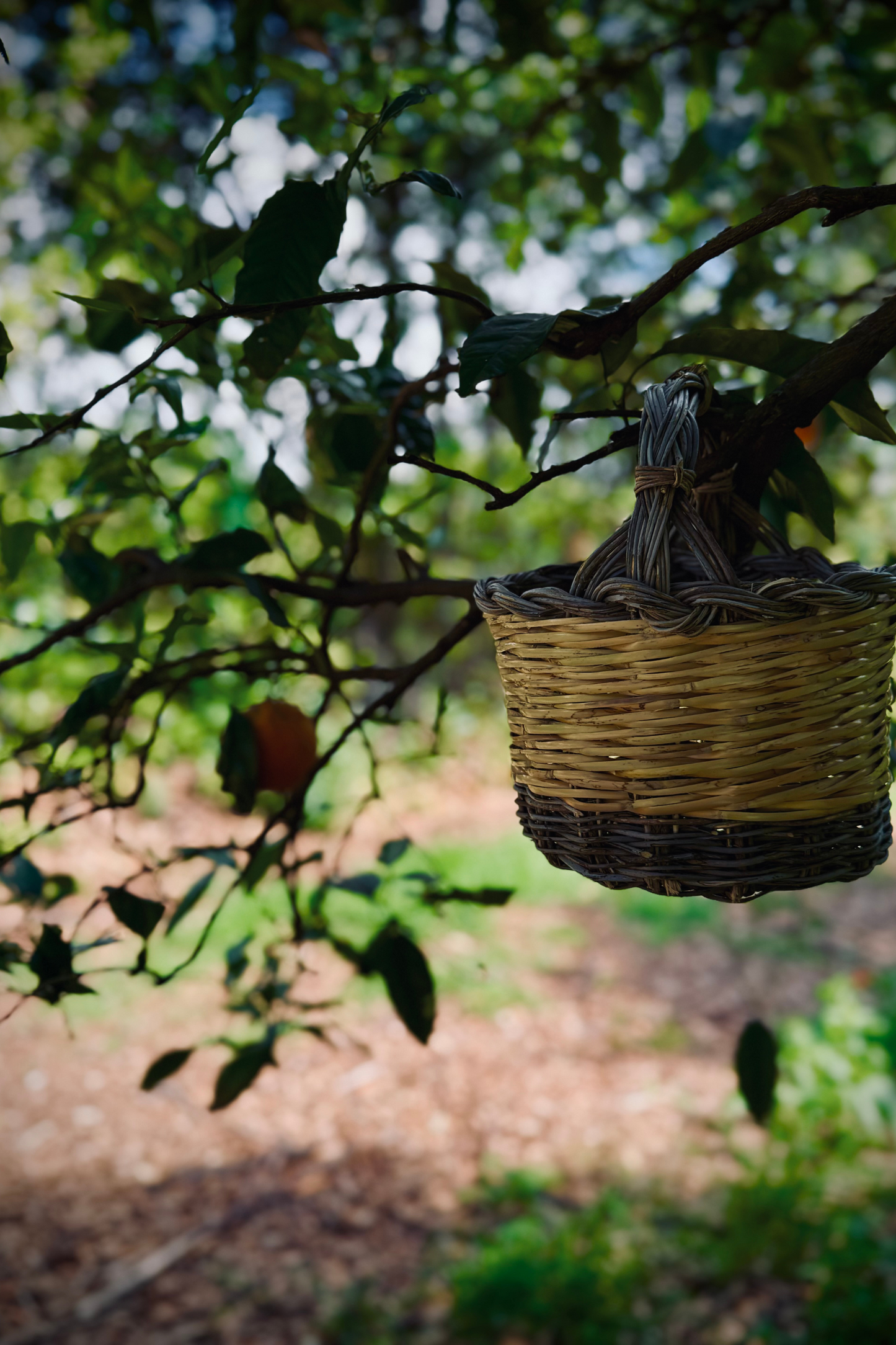 PISCHEDDA TZIU EFISIU