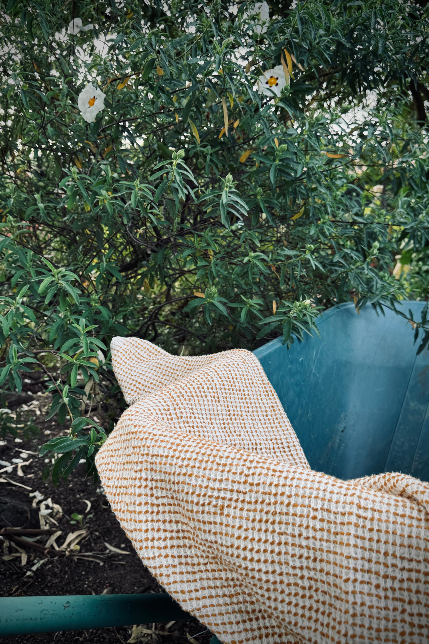 TELU PIBBIONES: Cotone con ricami Color Oro